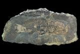 Eocene Fossil Fish (Cyclurus) - Messel Shale, Germany #128779-1